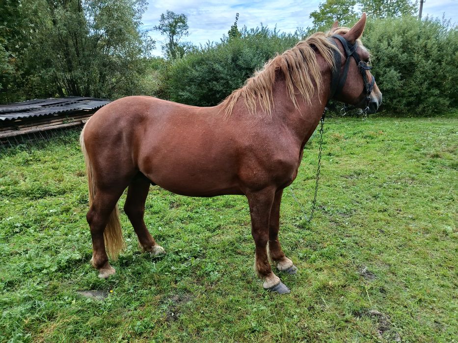 Продам сильного коня