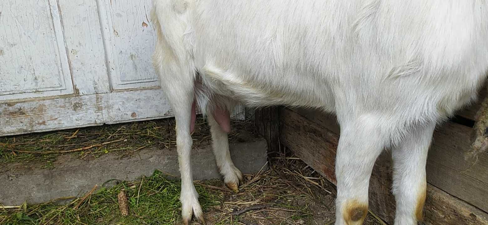 Коза дійна, Ліля, молоко пахуче, без стороннього смаку, товариська.