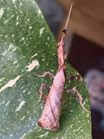 Phyllocrania paradoxa