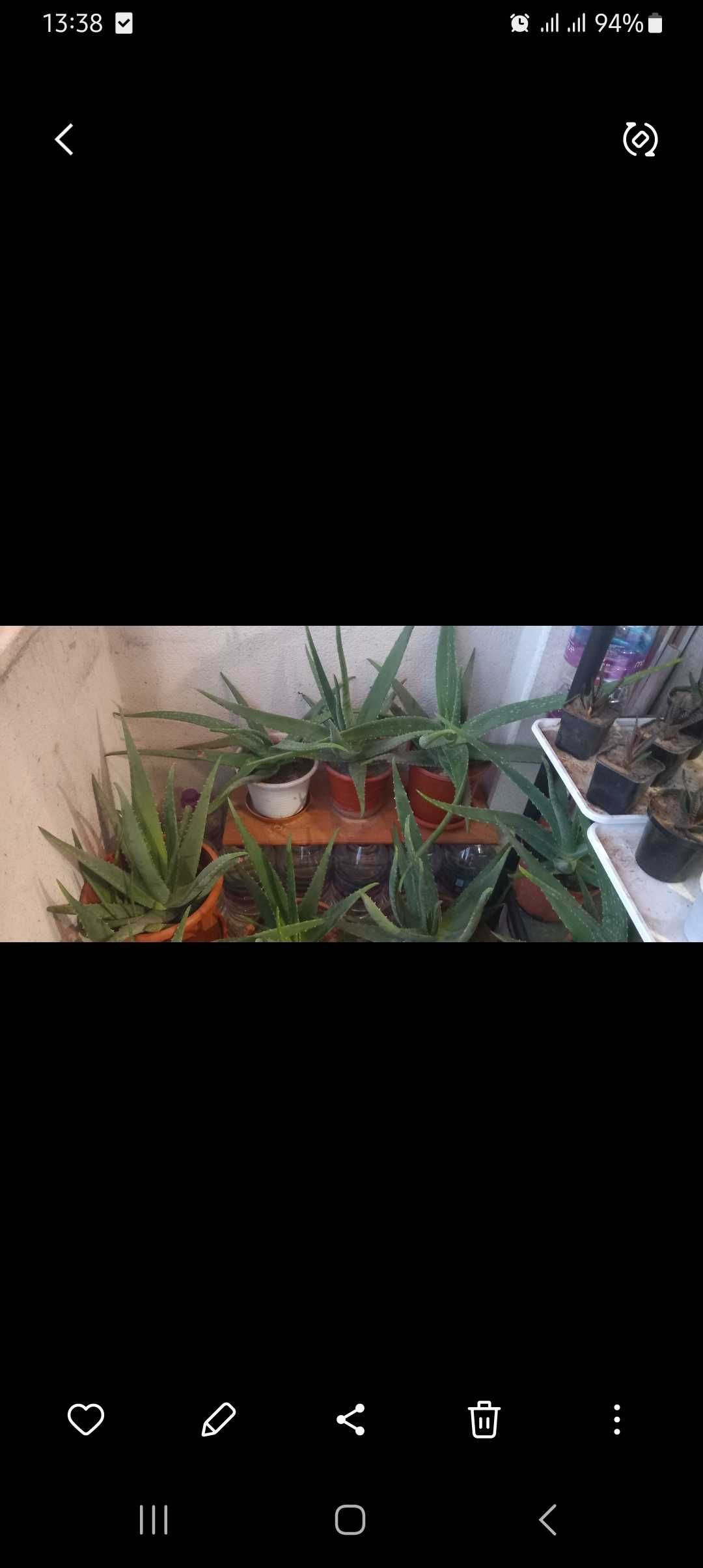 Catos e Aloevera
