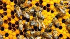 Пчелопакеты бджолопакеты Кавказянка