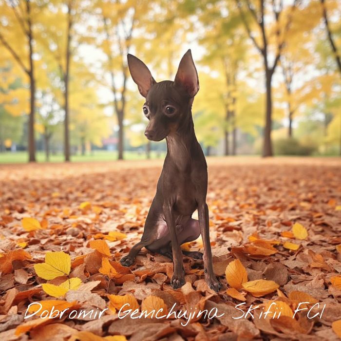 Rosyjski Toy (ratlerek), z dokumentami FCI