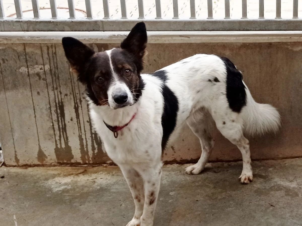 Młody Aks mix border collie do adopcji!