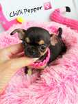 MINIATUROWA przepiękna krótkowłosa suczka chihuahua