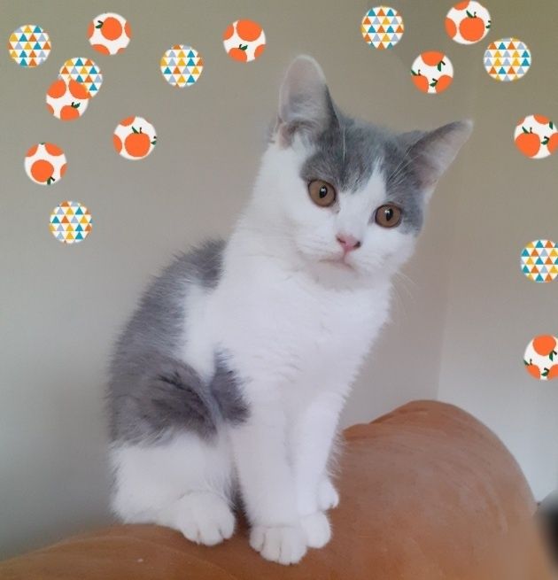 Kot brytyjski niebieski bicolor