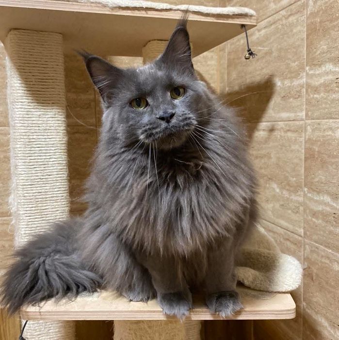 Maine coon kotka niebieska solid piękna duża z super charakterem 4,5 r