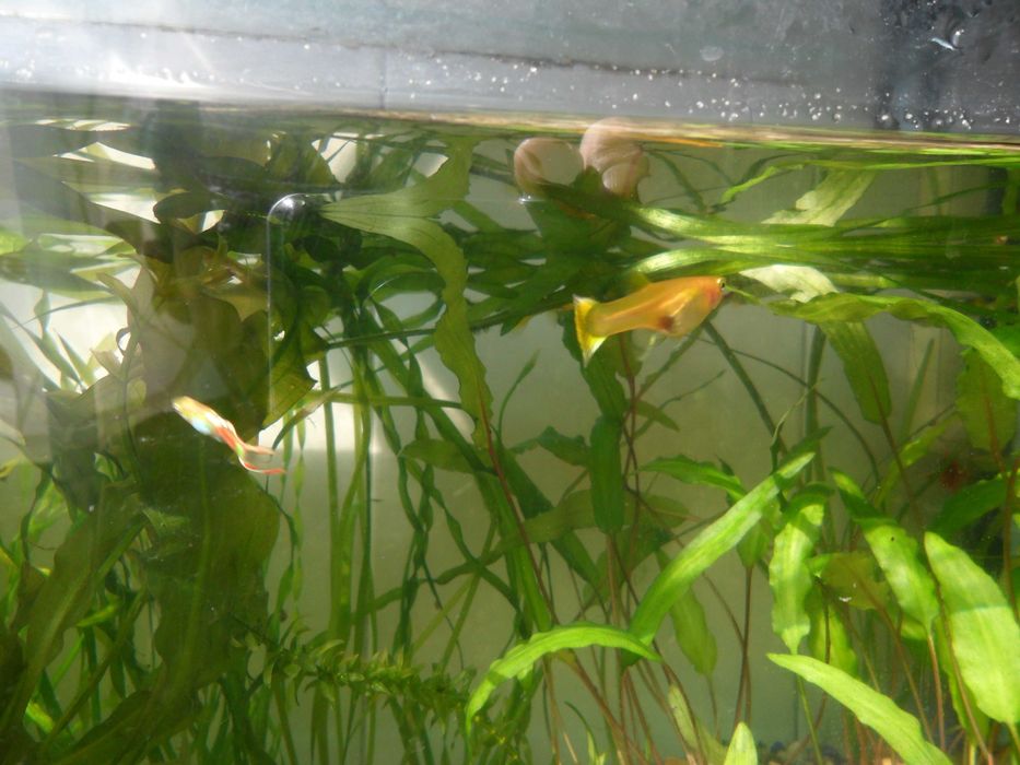 Гуппи ,селекционная форма Эндлер.