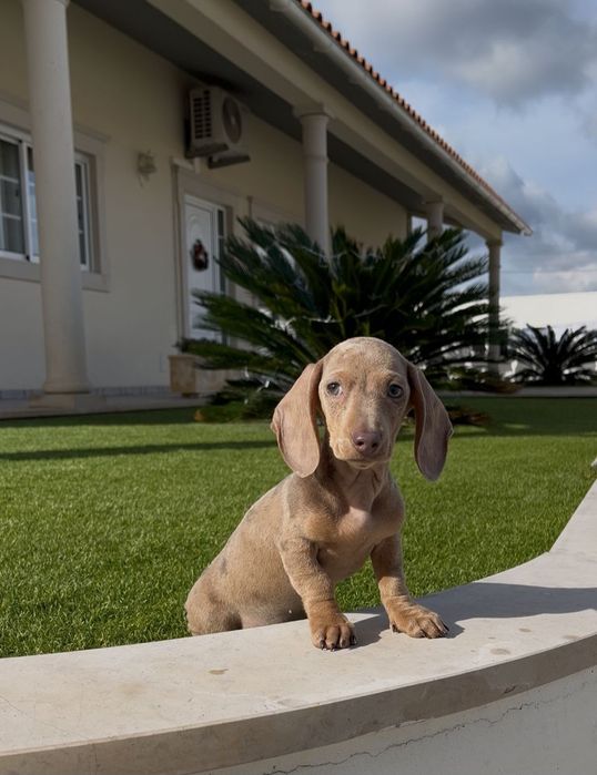 Arlequim isabella teckel fêmea