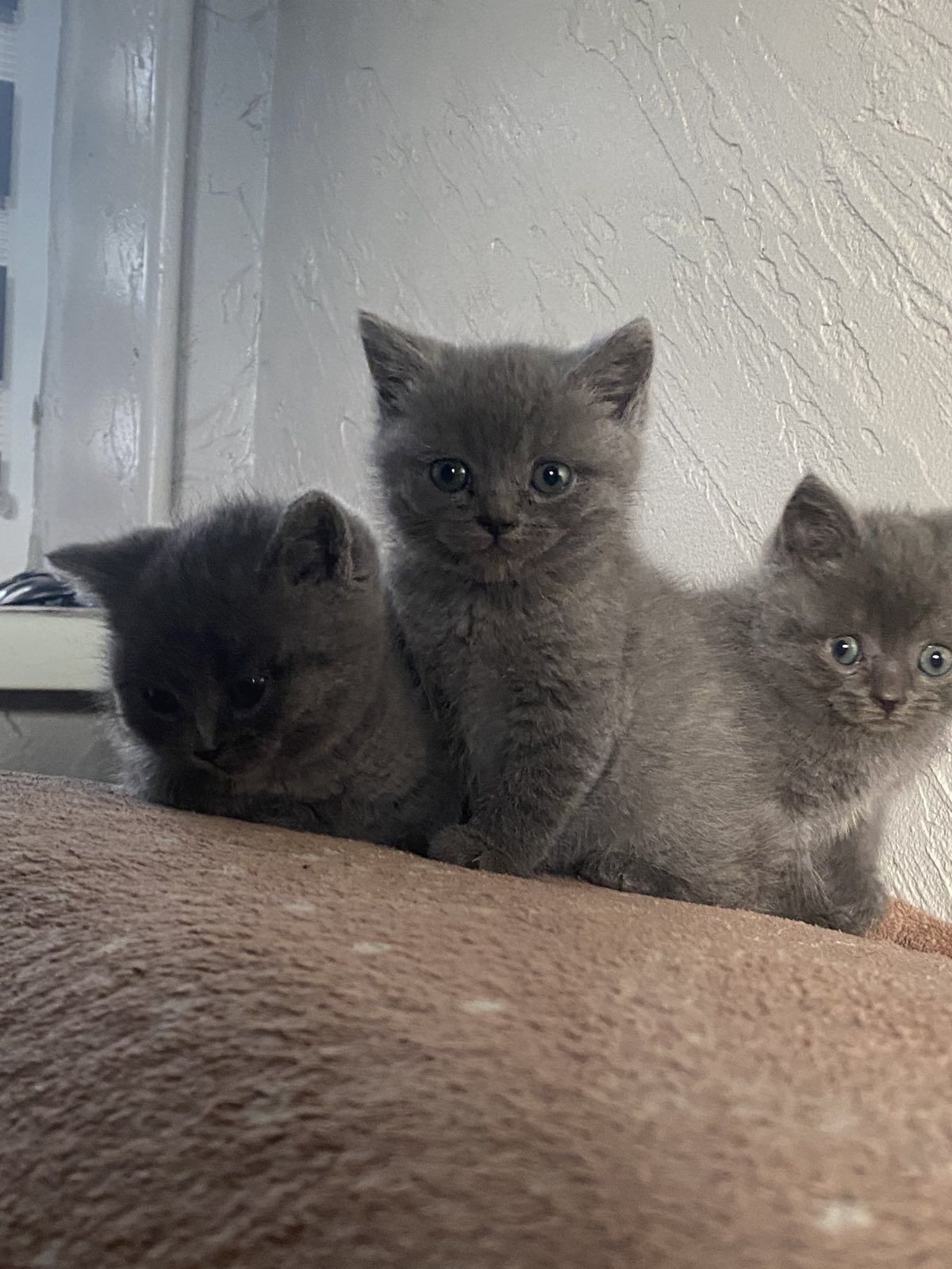 Продам британські котики!!!