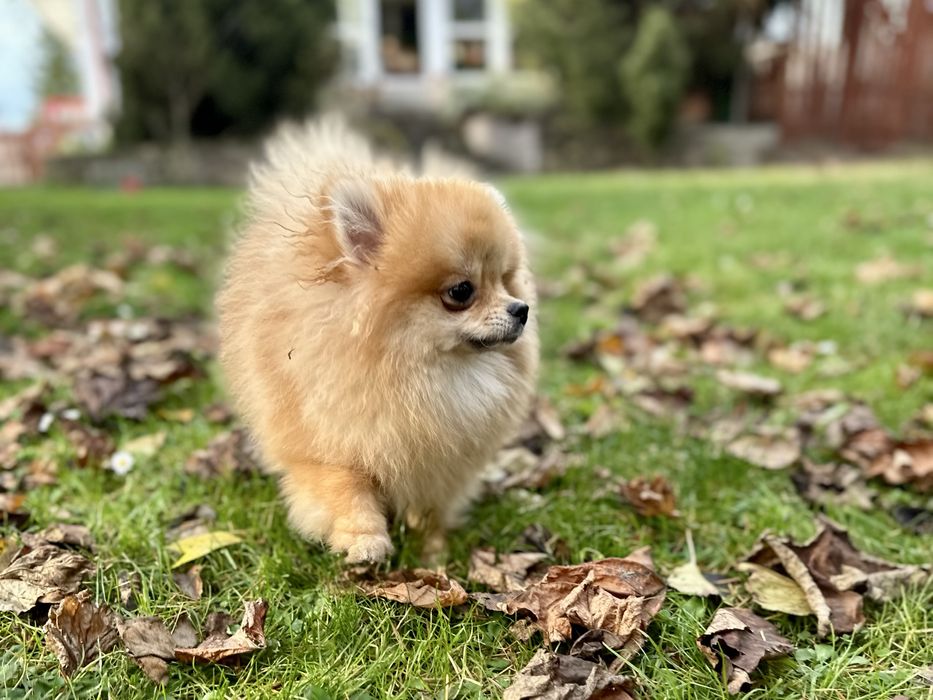 Suczka Szpic mianiaturowy pomeranian ZKwP FCI