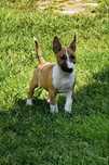 Bulterier miniaturowy Miniature Bull Terrier