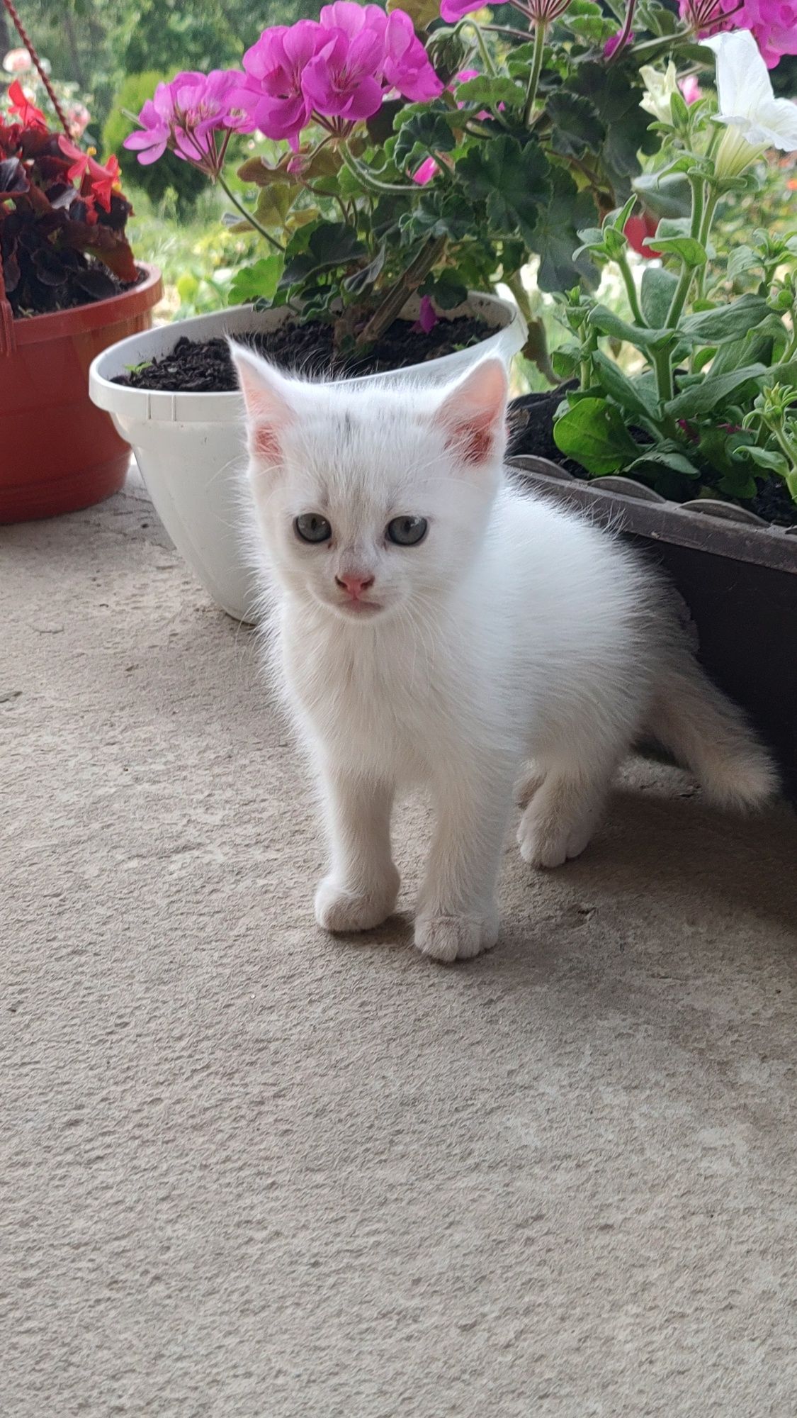 Віддам котів в добрі руки