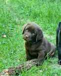 Labrador Retriever- czekoladowy piesek