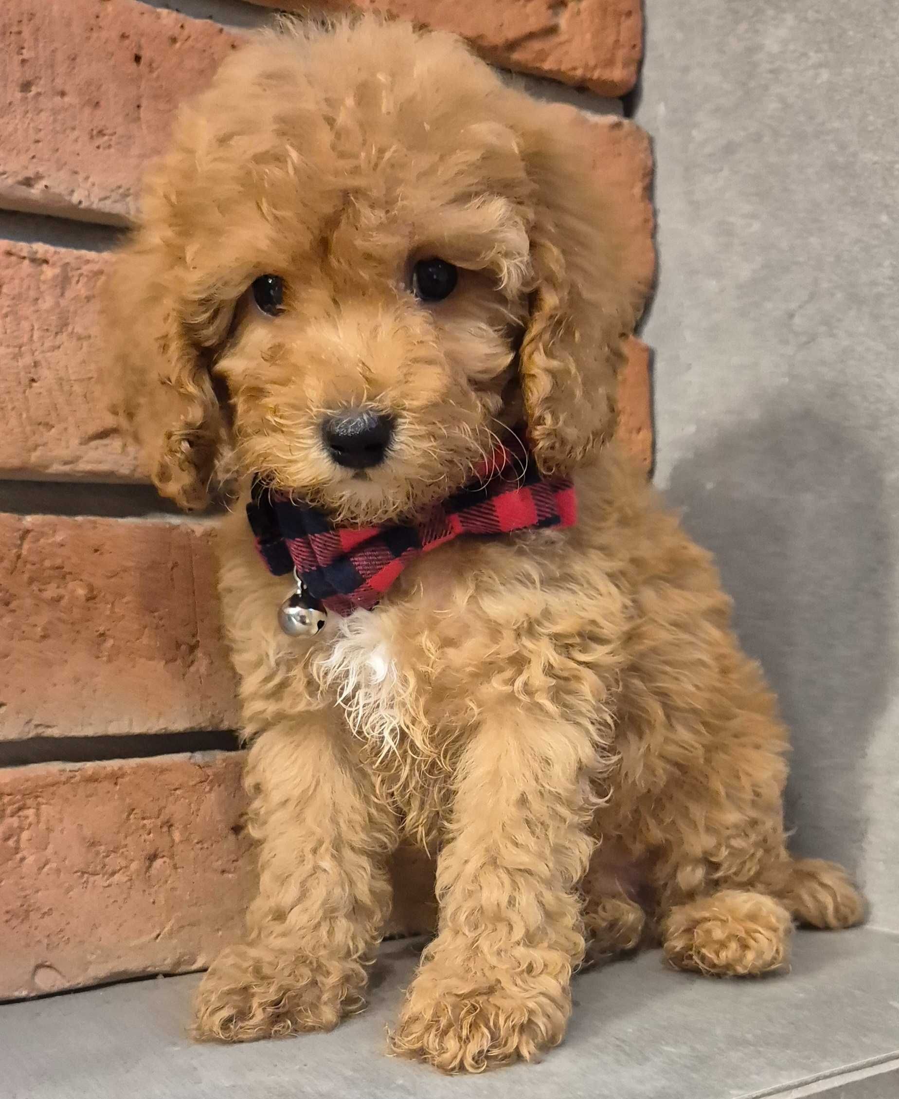 Cockapoo f1b miziasty Chlopczyk do odbioru