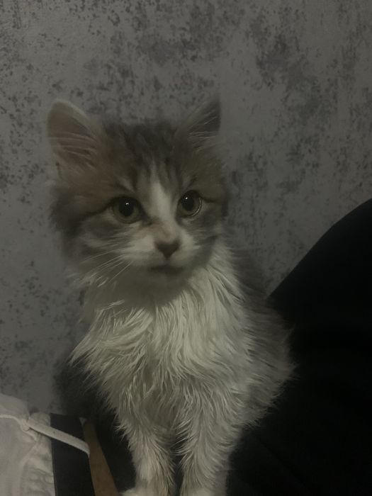 Отдам кошеня девочку