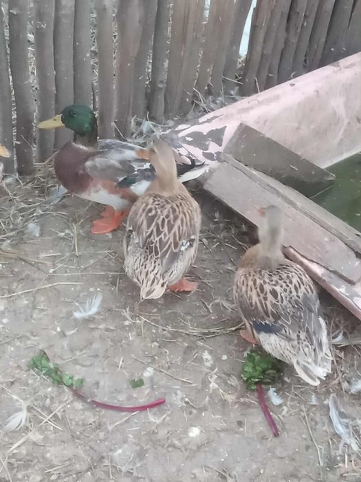 Vende-se patos reais