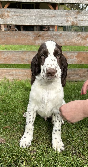 springer spaniel angielski - LEGO dostępny chłopiec wątrobiano biały