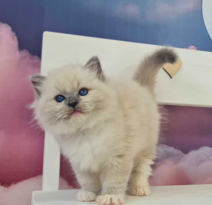 Kocurek Ragdoll Blue Mitted z rodowodem