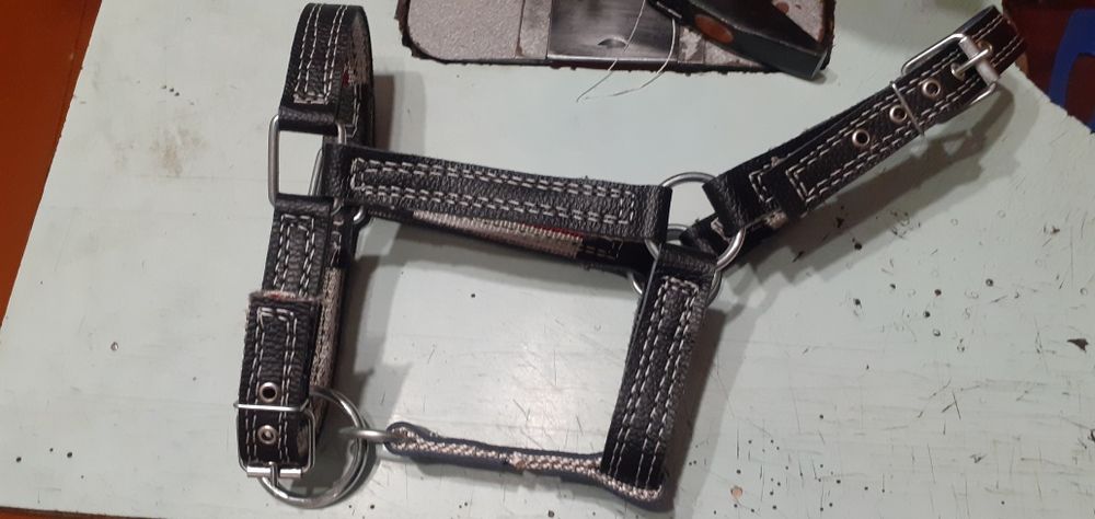 быку недоуздок кантар корове джерси голштын айширская абердин чёрный М