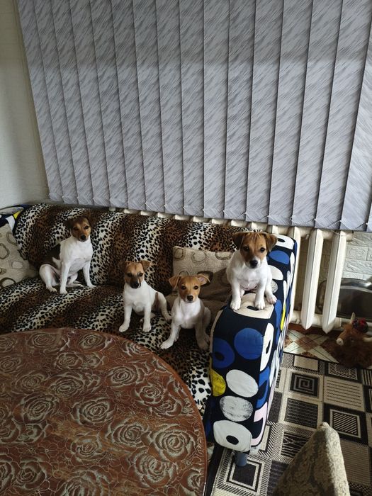 Джек-рассел-тер'єр