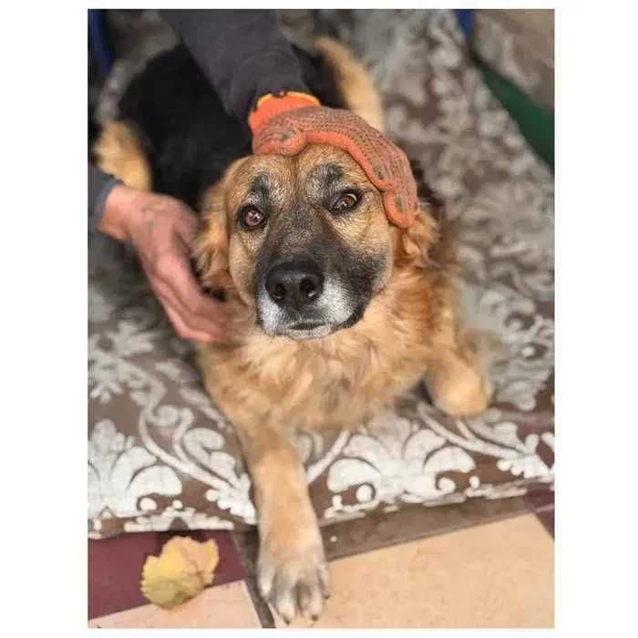 Ищет дом! Красивый активный пес