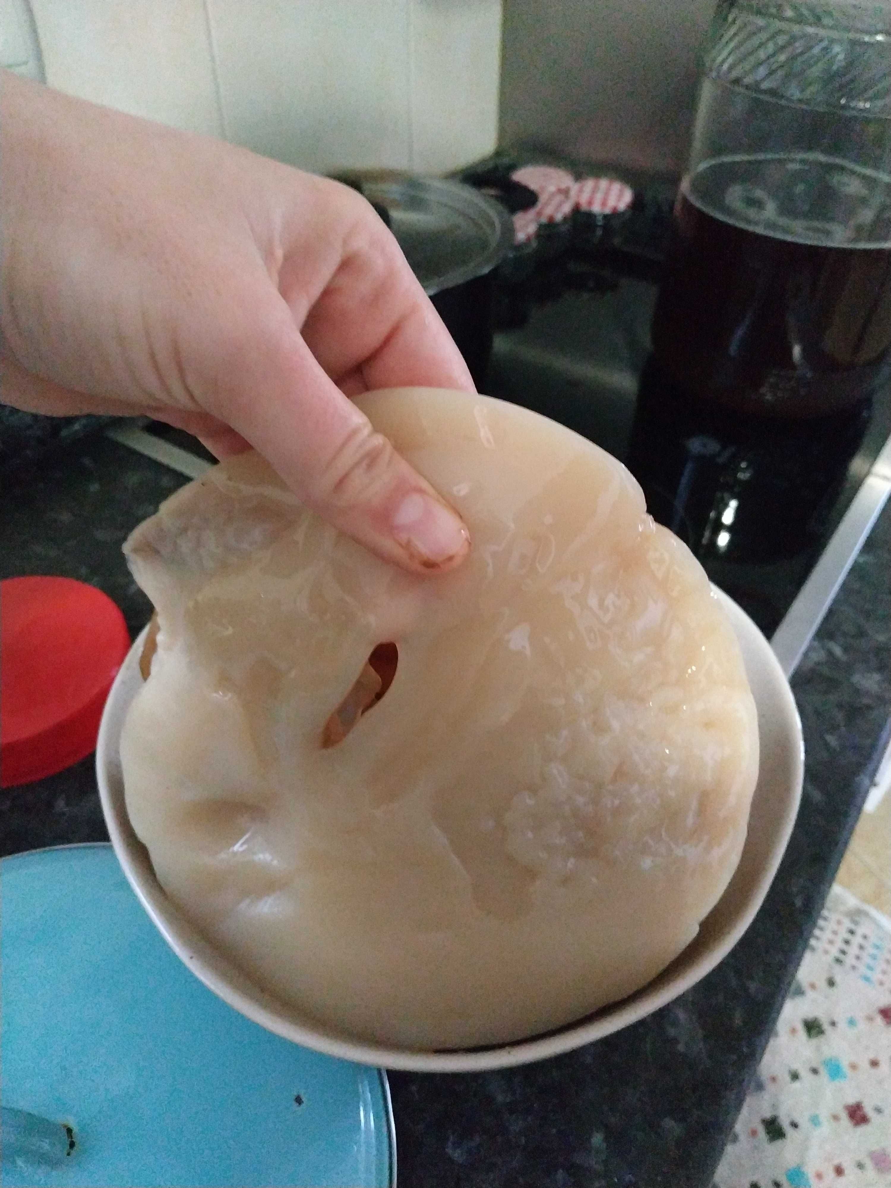 Scoby chá preto/verde bio