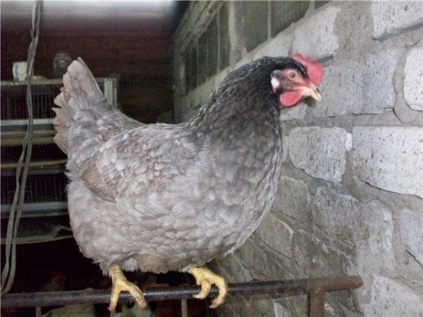 Яйце інкубаційне Домінант блакитний