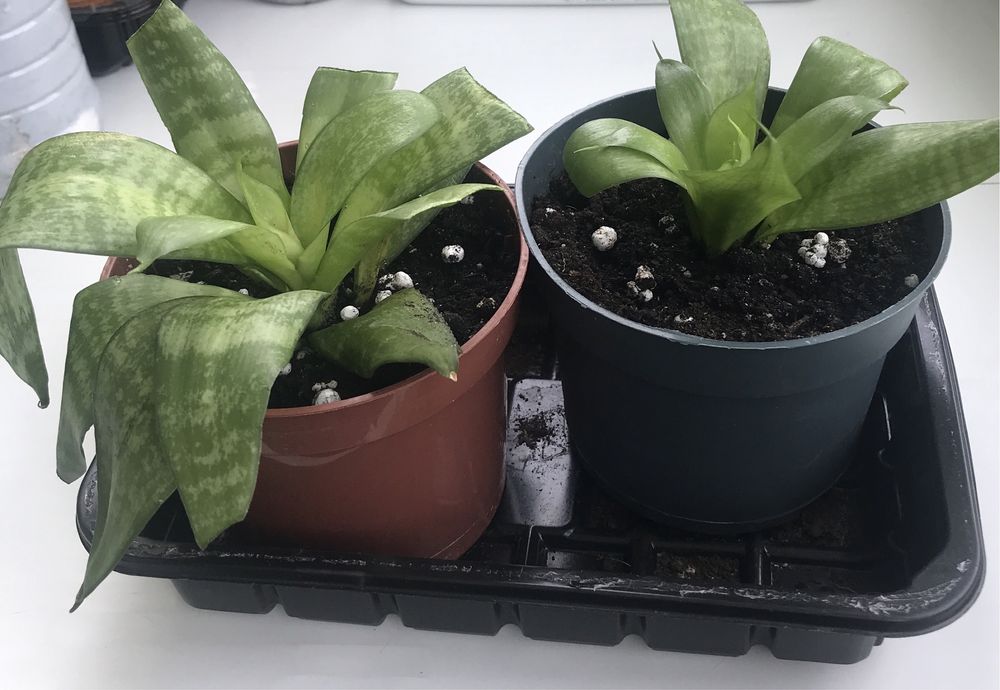 Сансиверія