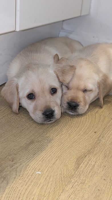 Szczeniak Labrador retriever z rodowodem suczka