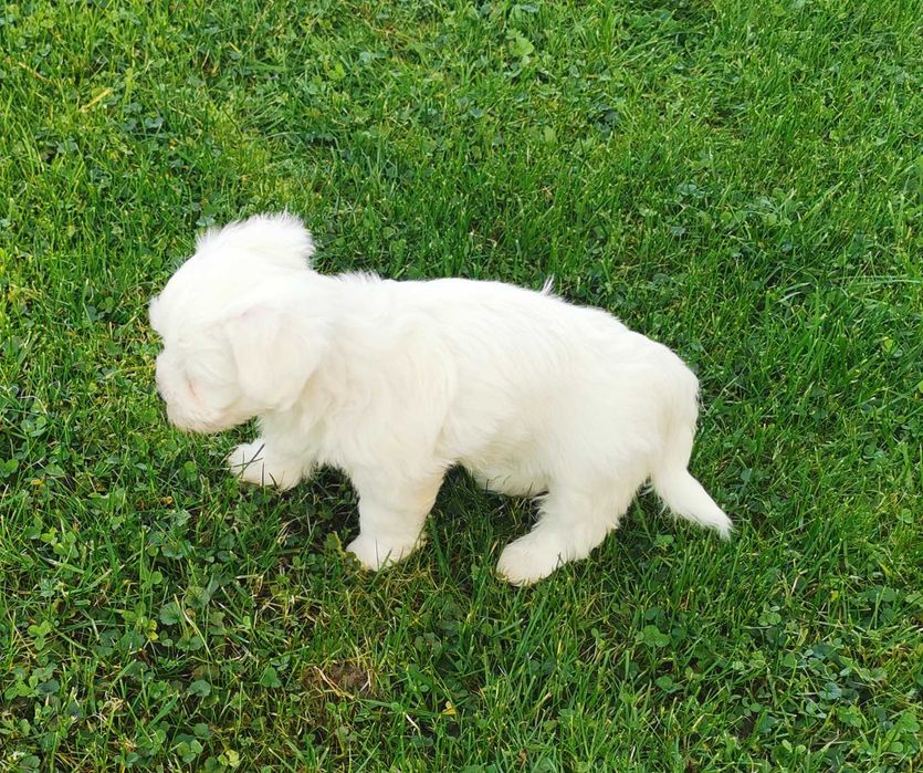 Super chłopiec rasy MALTAŃCZYK !!