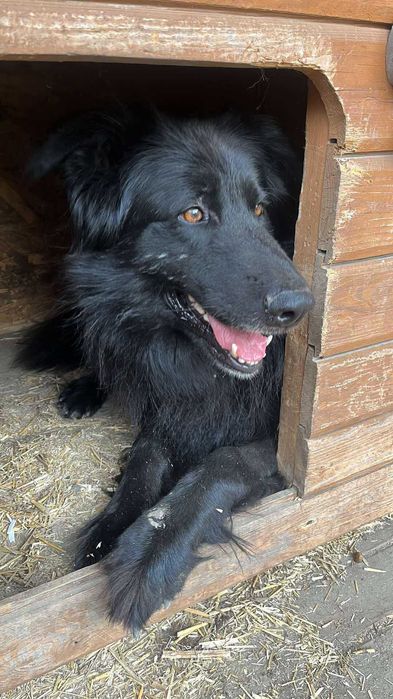 Cudny Lolek szuka domu