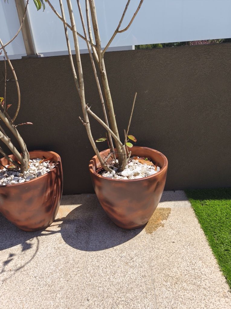 Vaso cerâmico com Photinia