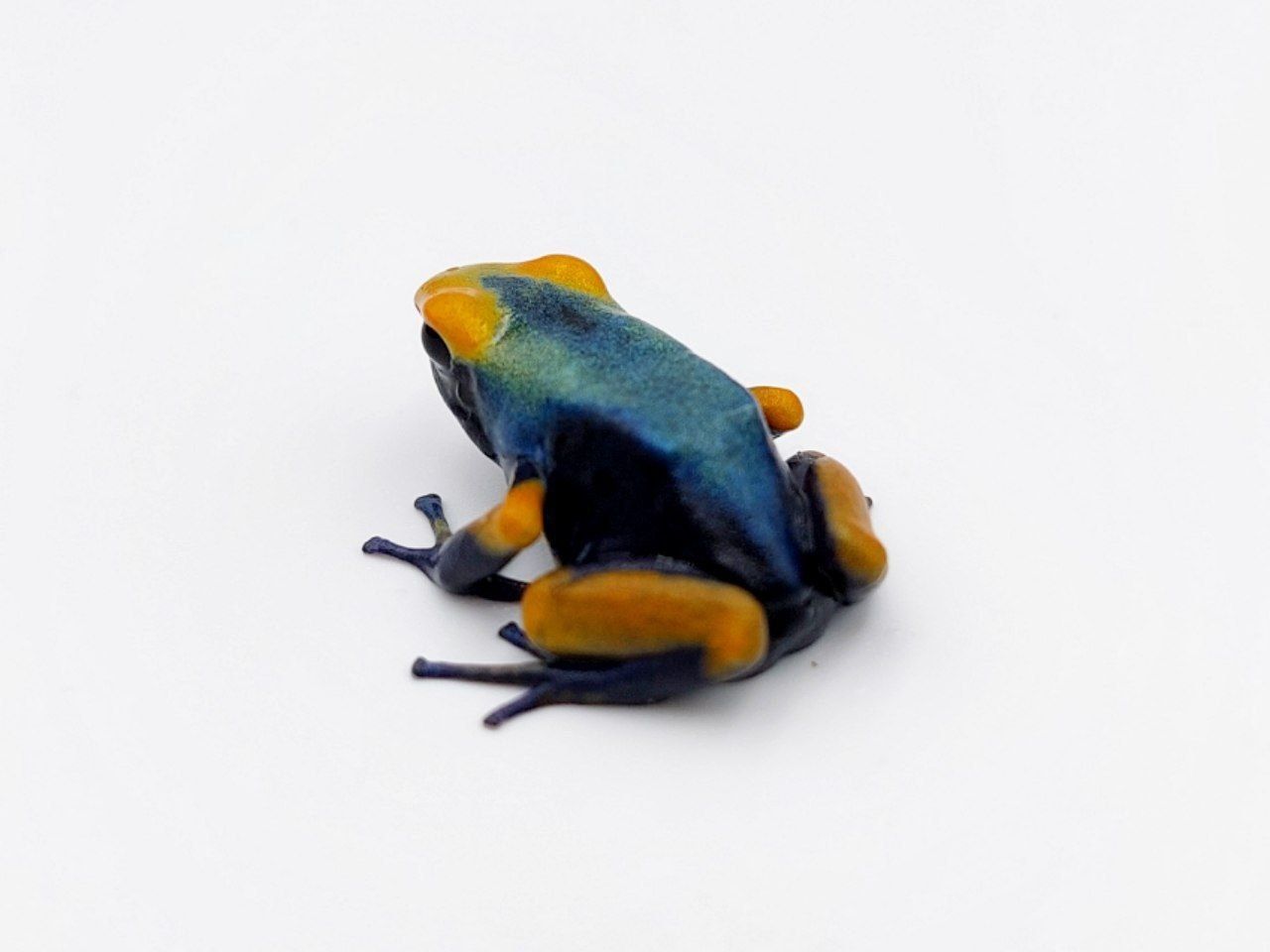 Древолаз dendrobates tinctorius tumucumaque, лягушка