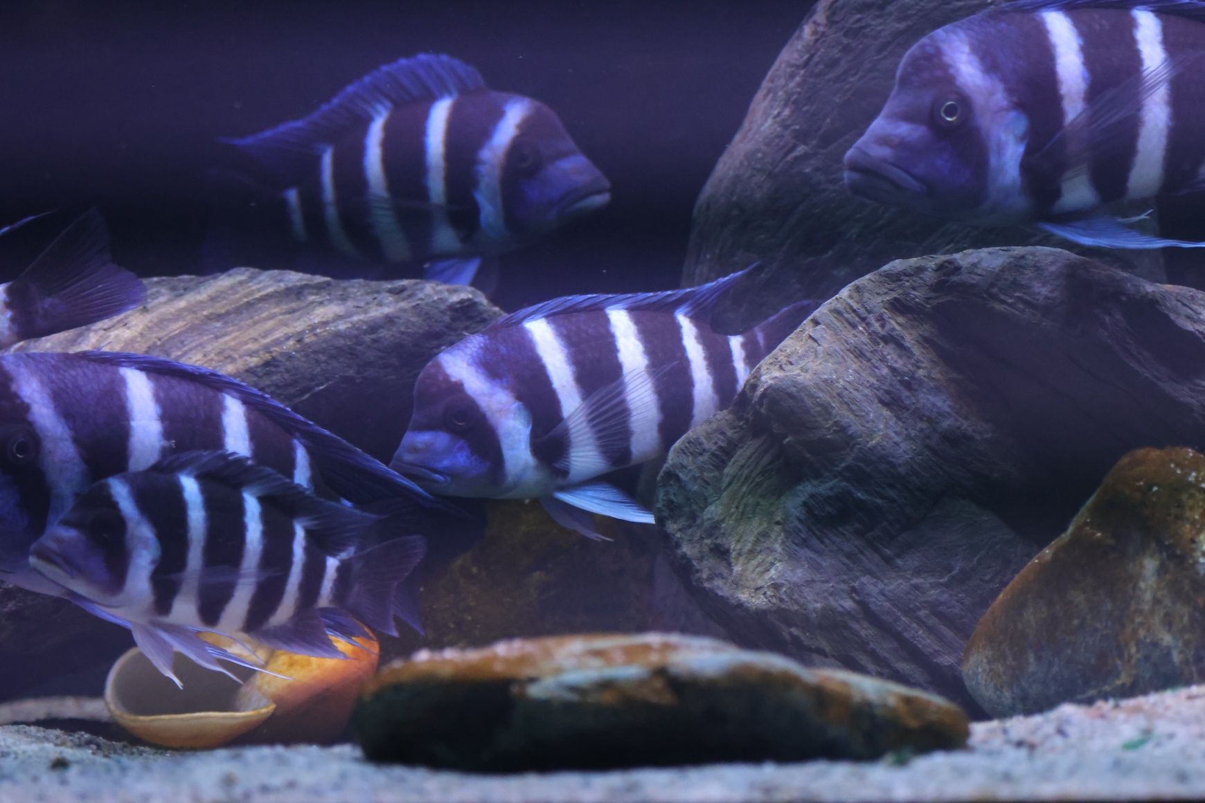 Cyphotilapia gibberosa blue zaire