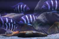 Cyphotilapia gibberosa blue zaire