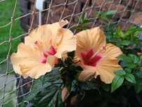 Hibiskus domowy Róża chińska