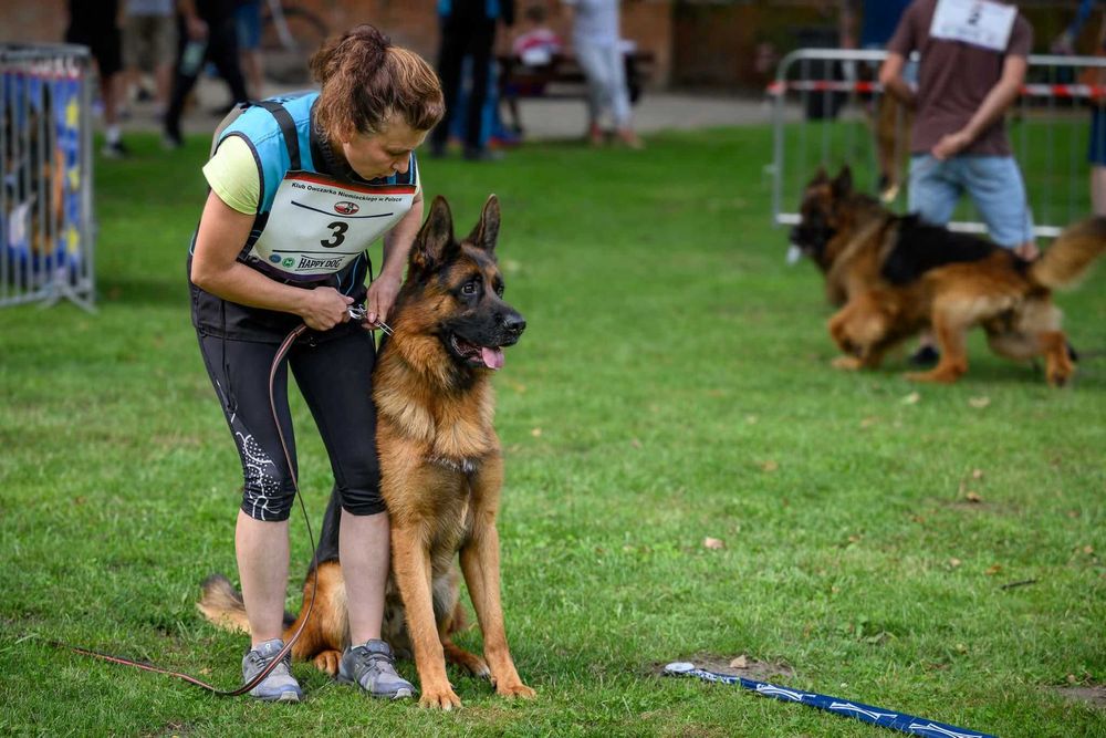 Piesek owczarek niemiecki