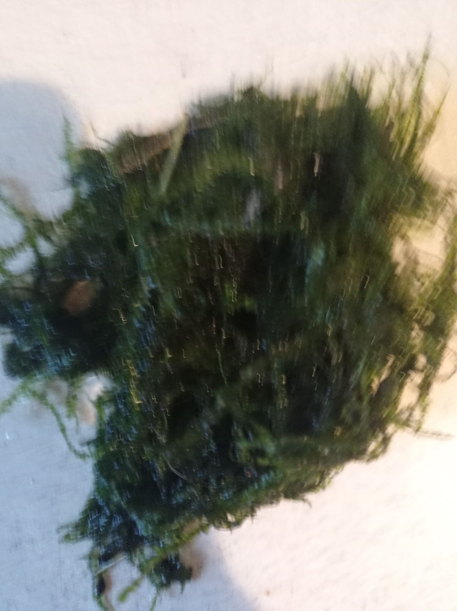 Mech Jawajski kępy
