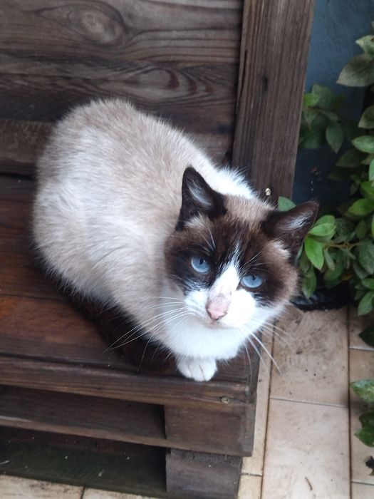 Gatos para dar - fofinhos