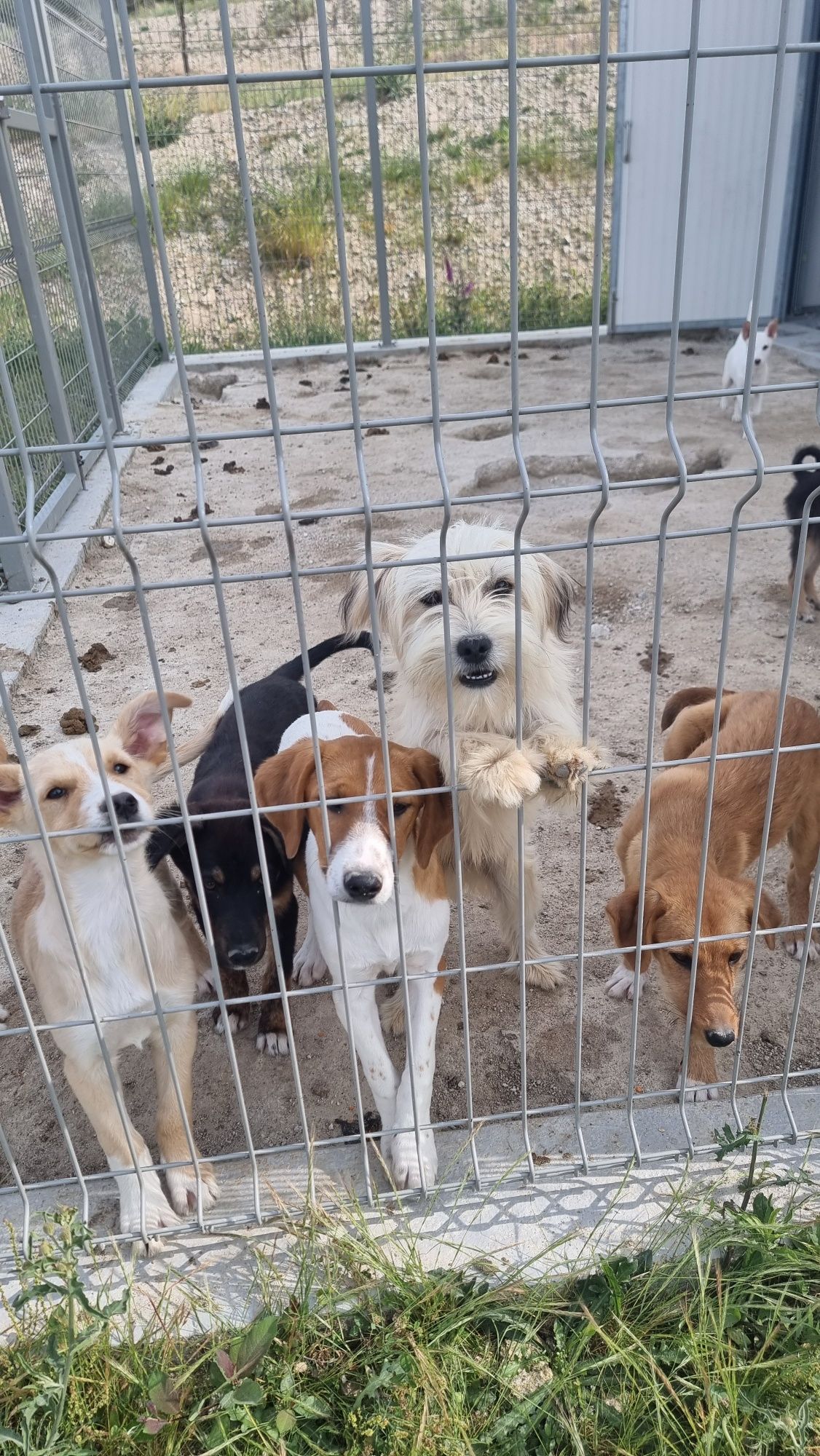 Cães para adoção