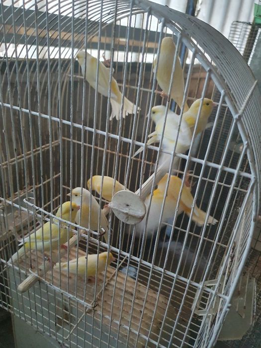 Canários amarelo machos/ femeas