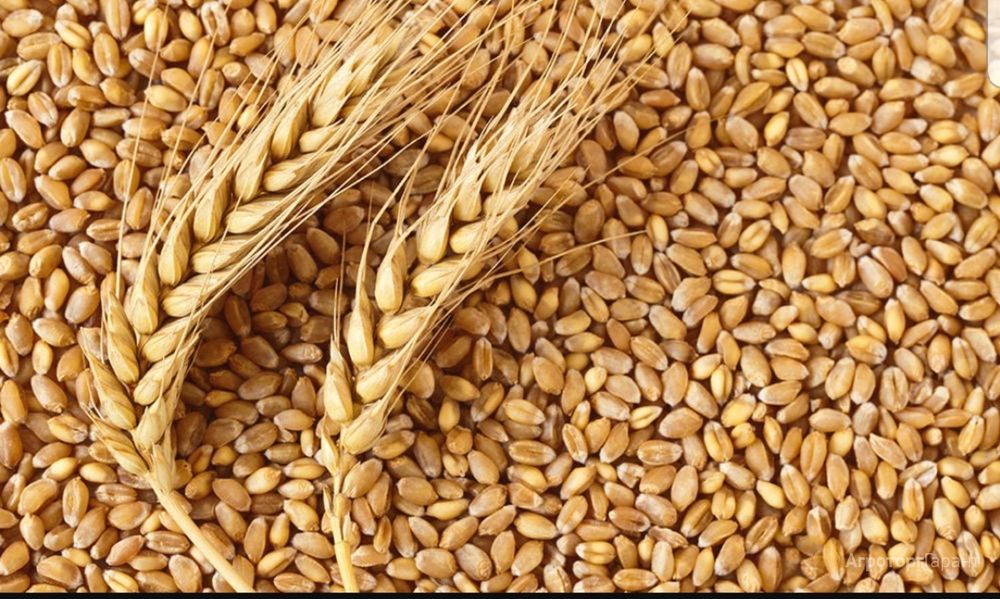 Продам зерно пшеницы 2025