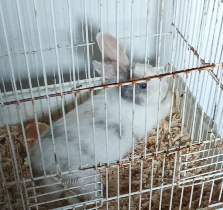 Coelhos para venda