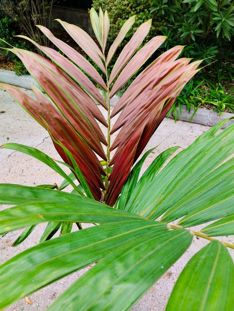 Exuberante Palmeira Lança Chamas, Chambeyronia macrocarpa