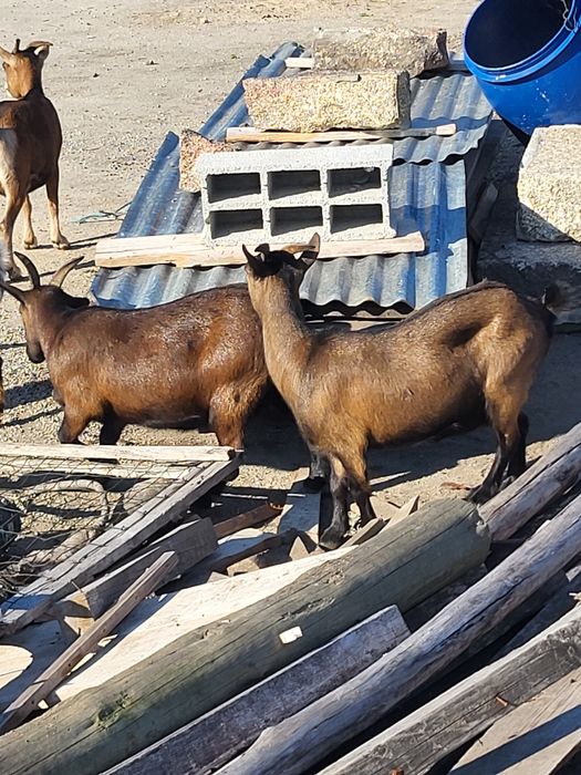 Vendo cabras anas