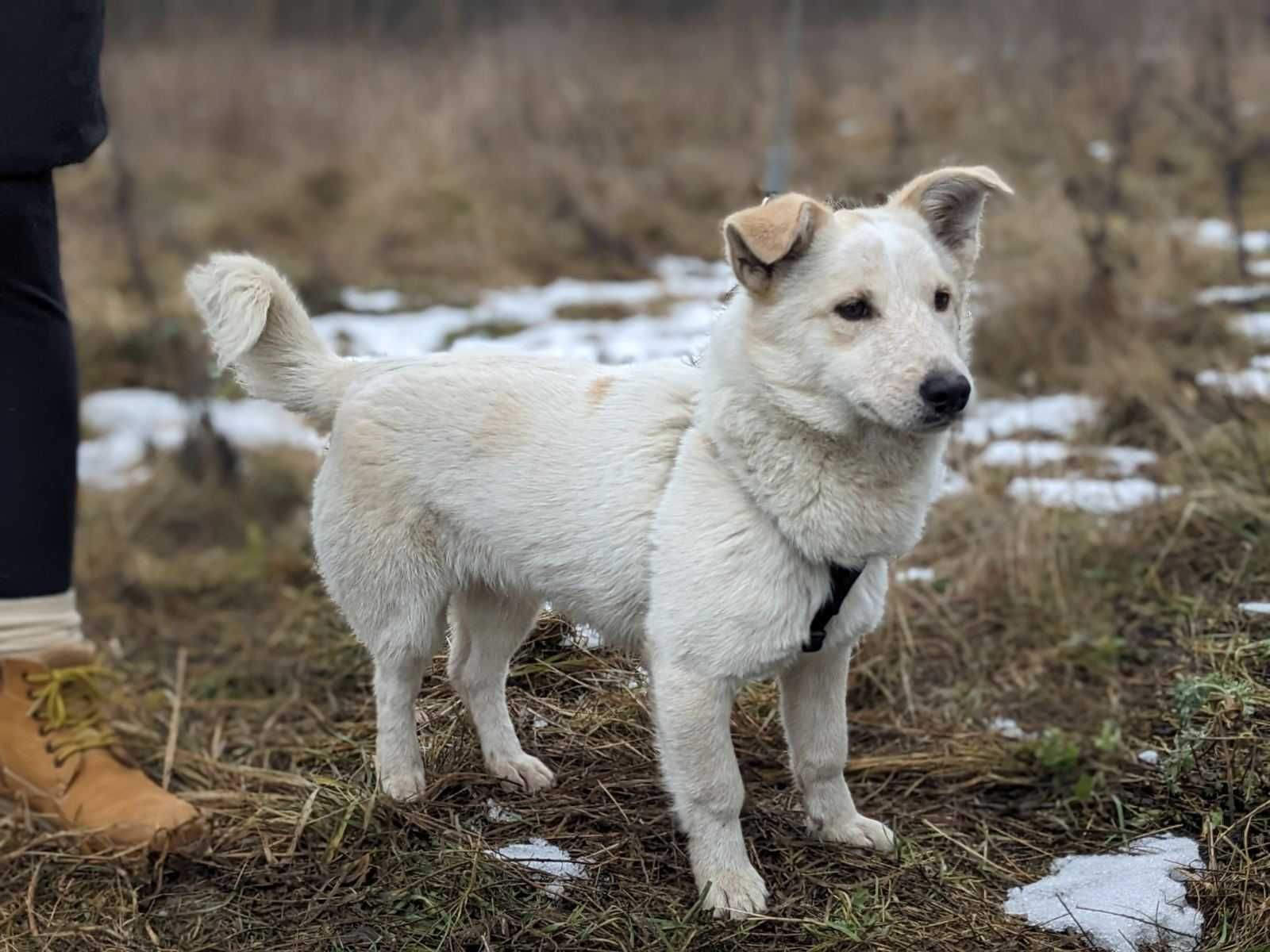 Маленька собачка шукає дім