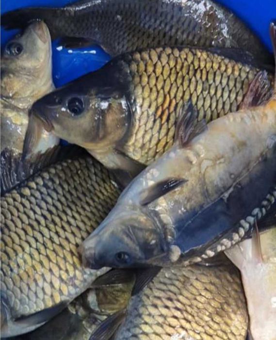 Продам живу рибу опт роздріб