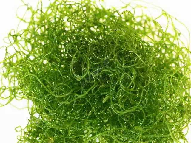 Makroglon Chaetomorpha (Spaghetti Algae)