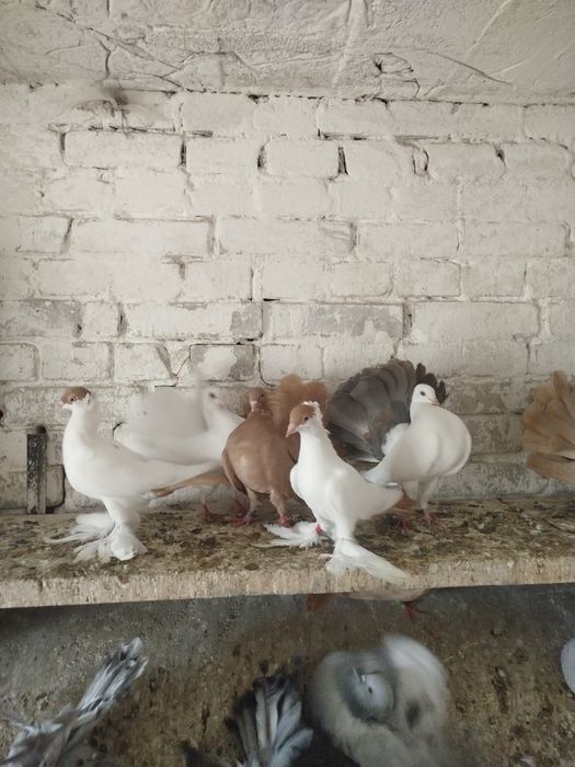 Pawiki żółte srebrne białe paw pawie