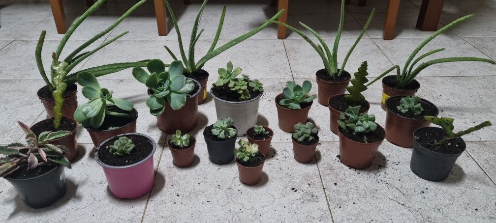 Várias plantas suculentas